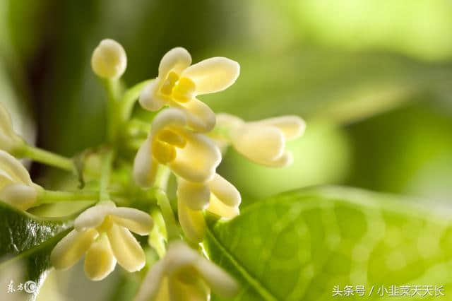 咏桂花(诗一首 齐齐哈尔诗词网