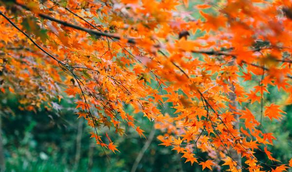 栖霞山，走过金陵城最美的秋天