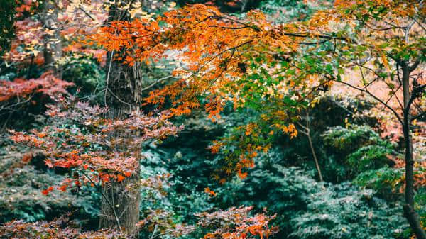 栖霞山，走过金陵城最美的秋天