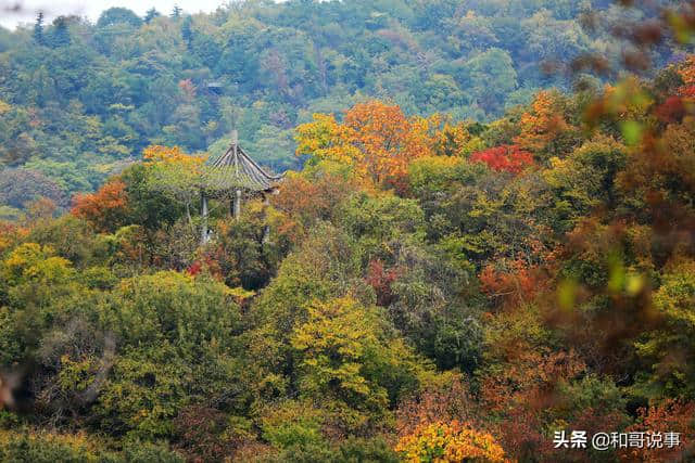 秋天的色彩已经在栖霞山蔓延……