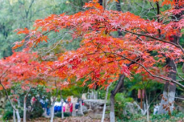 江南最美的秋色 南京栖霞山看红叶