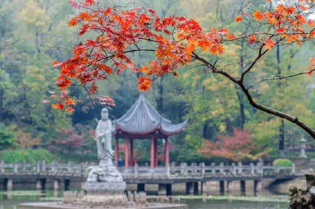江南最美的秋色 南京栖霞山看红叶