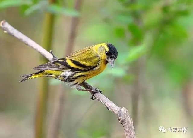 黄雀是美貌与智慧并重，歌声与温柔皆优的“出色”之鸟