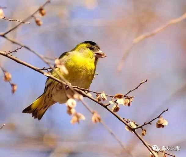 黄雀是美貌与智慧并重，歌声与温柔皆优的“出色”之鸟