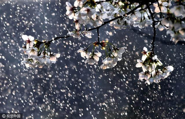 最是一年春好处，杏花雨中杨柳风