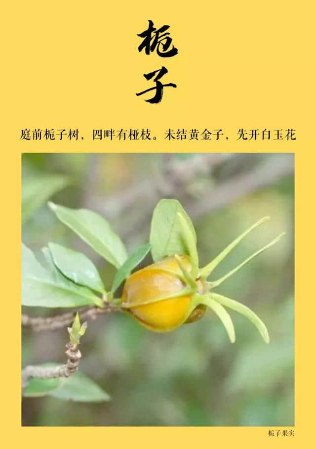 分享｜中国传统颜色-黄色篇