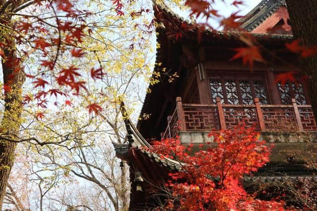 霜降之后，枫叶爆红，南京栖霞山已经美成了天堂