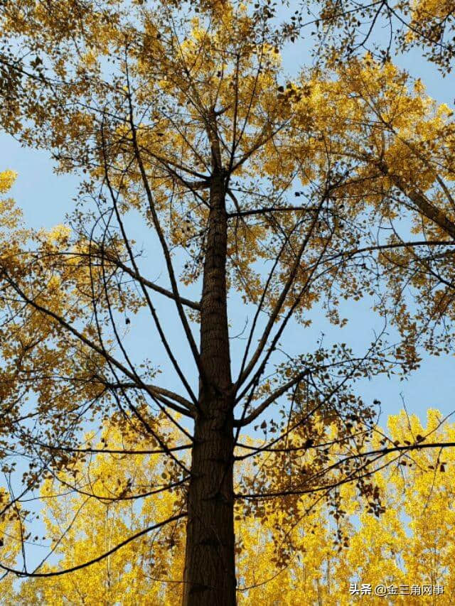 稷山：金黄色的杨树林