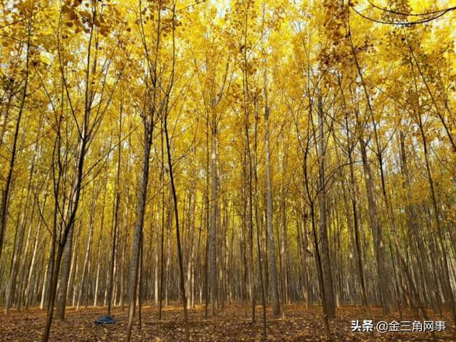 稷山：金黄色的杨树林