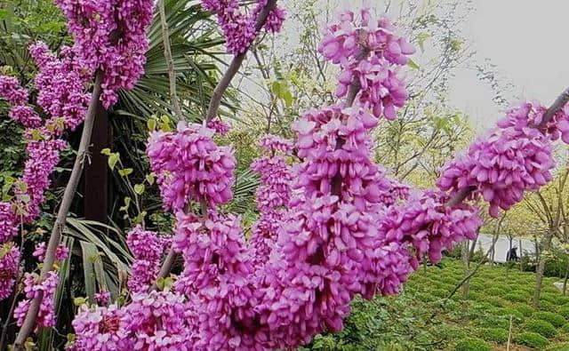 “紫荆花”好看又好养，把它养在家中，就能闻到“满园花香”