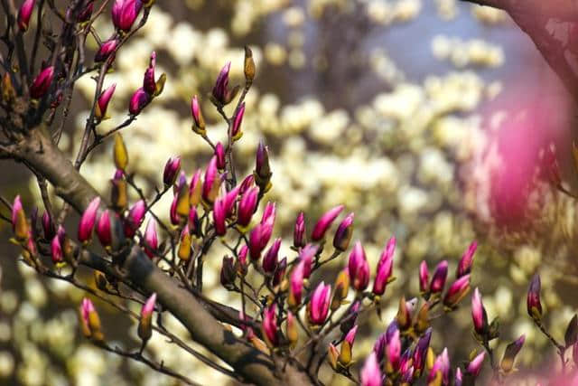 春去春又来，紫玉兰花开了！