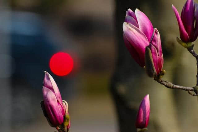 春去春又来，紫玉兰花开了！