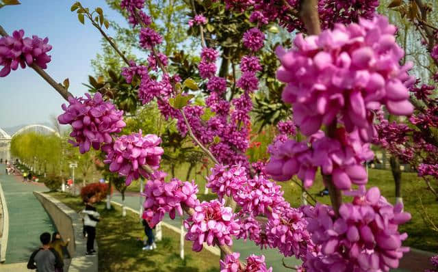 紫荆花的花朵开在树干上，为何开在树枝上呢？