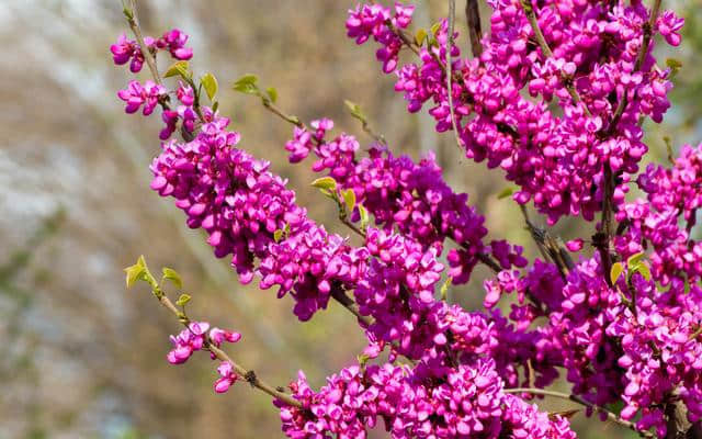 紫荆花的花朵开在树干上，为何开在树枝上呢？