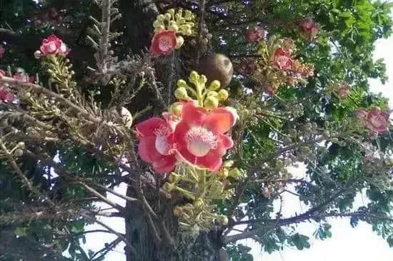 千年难得一见的菩提树开花，太美了，见者得福！