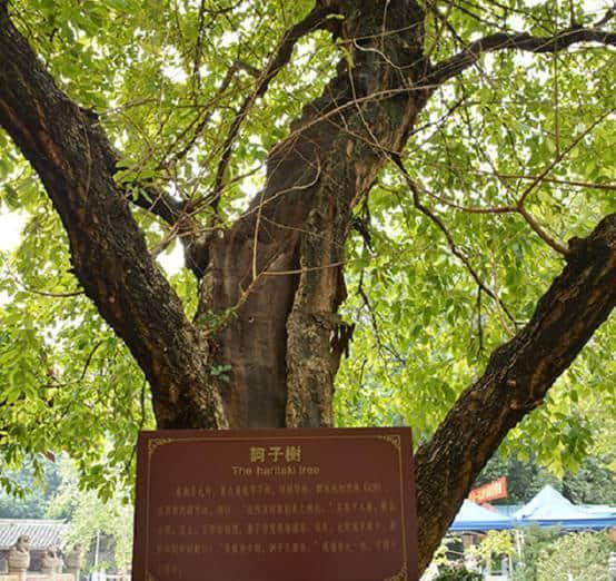 你知道中国最牛的菩提树在哪儿吗？
