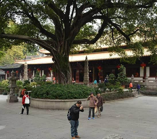 你知道中国最牛的菩提树在哪儿吗？