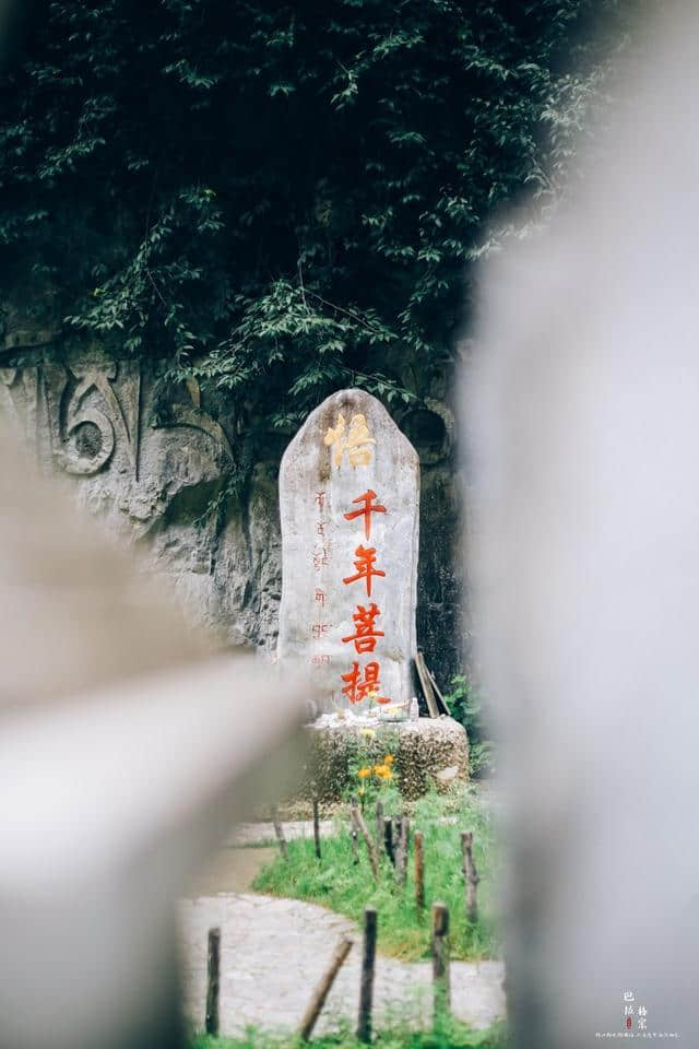 云南最有灵性的景区，千年菩提树长出佛的左手，被誉为神圣之树