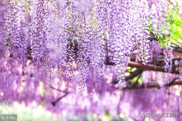 读歌诀 认树木（蔬菜篇）：紫藤，惊艳的食用花卉！
