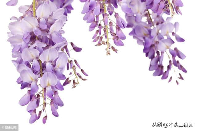 读歌诀 认树木（蔬菜篇）：紫藤，惊艳的食用花卉！