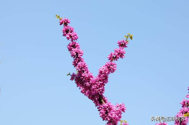 七绝  紫荆花