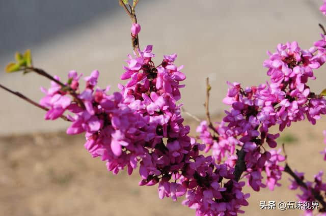 七绝  紫荆花