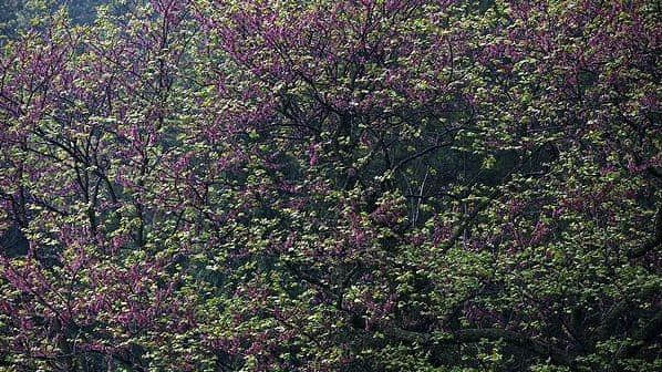 黔江近日发现中国最大紫荆树 带上相机一起去一睹真容吧