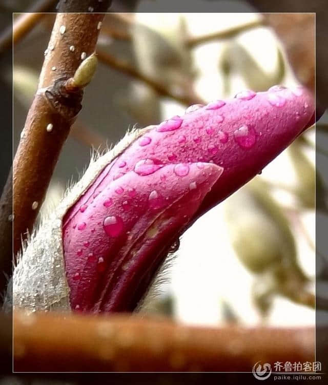 含苞欲放的紫玉兰