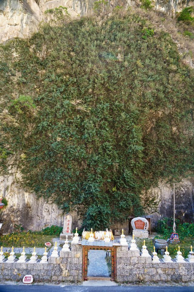 云南雪山下，一棵3000年菩提树长出“佛手”，当地人视为吉祥