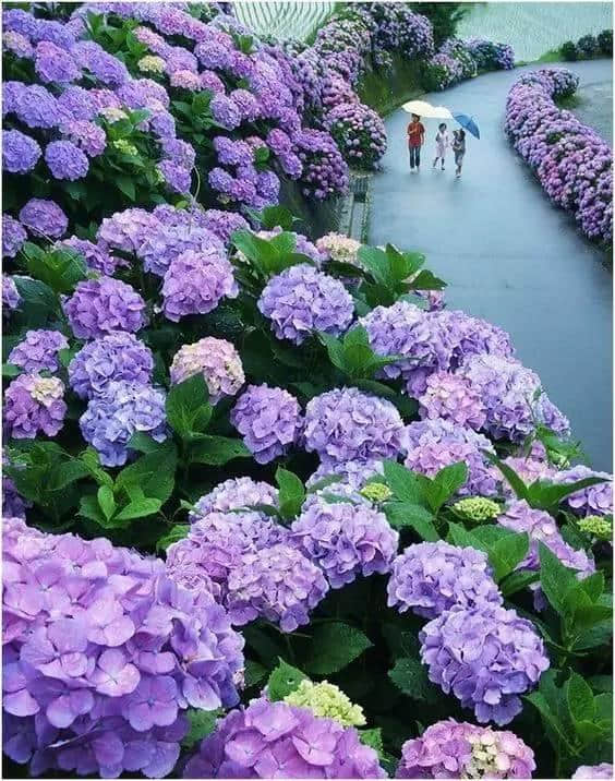行趣｜6月的日本最美好是紫阳花开（附10条赏花攻略）