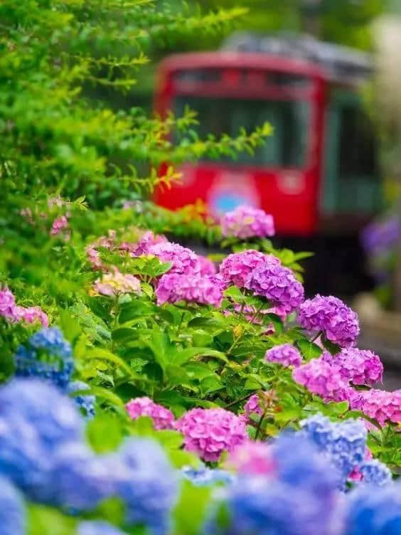 行趣｜6月的日本最美好是紫阳花开（附10条赏花攻略）