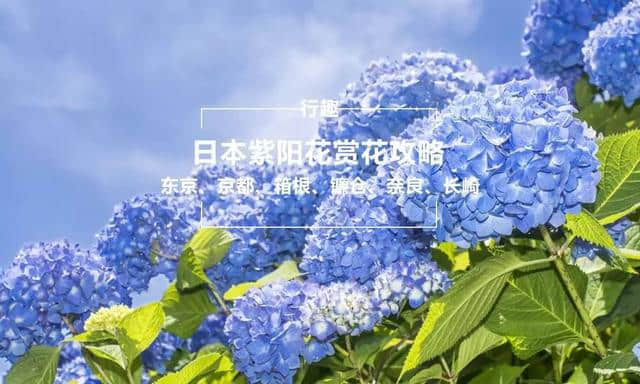 行趣 6月的日本最美好是紫阳花开 附10条赏花攻略 齐齐哈尔诗词网