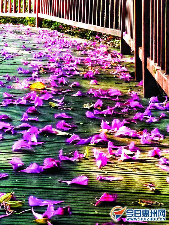 盛开在冬日里的紫荆花