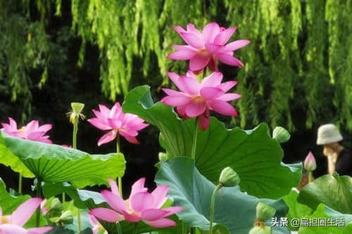 从七绝圣手王昌龄的《采莲曲》中，欣赏采莲女与大自然的绝美风韵