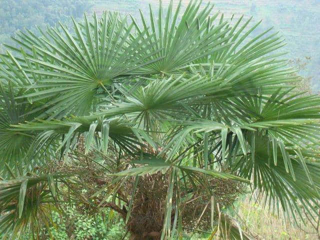 农村常见的棕榈树，花可以做菜吃，皮还能改善高血压和出血