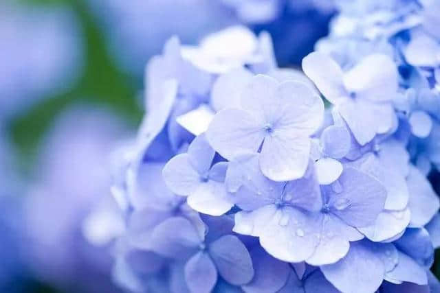 【旅行】日本有名的紫阳花原产中国！也叫八仙花