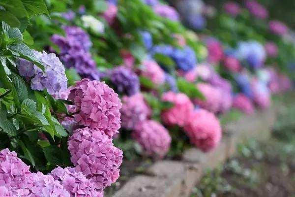 【旅行】日本有名的紫阳花原产中国！也叫八仙花