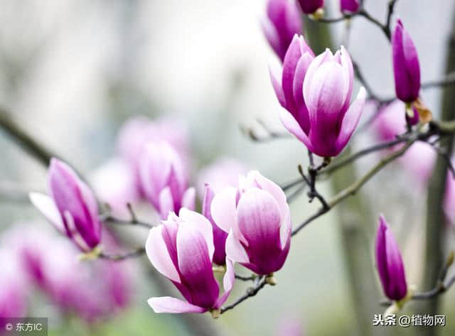 紫玉兰—绽放在宁静的早春