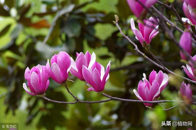 紫玉兰—绽放在宁静的早春