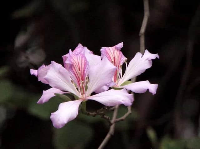 香港区花，紫荆花