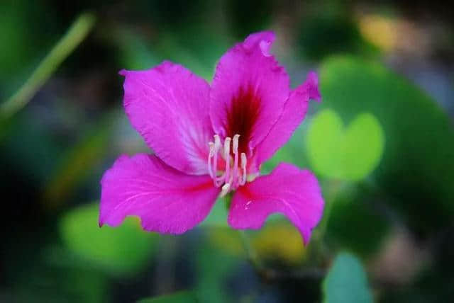 香港区花，紫荆花