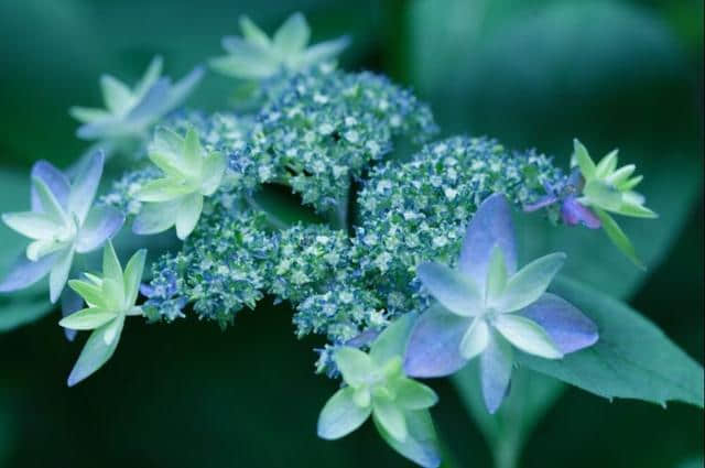 赏花：雨中的紫阳花(原创)