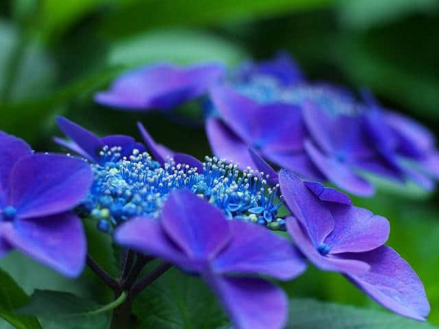赏花：雨中的紫阳花(原创)