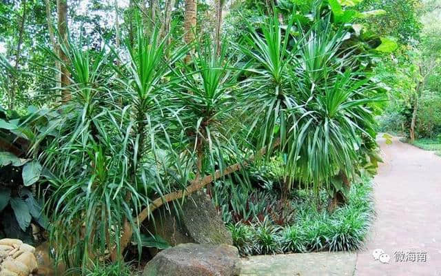 海南黎族植物文化的神秘色彩