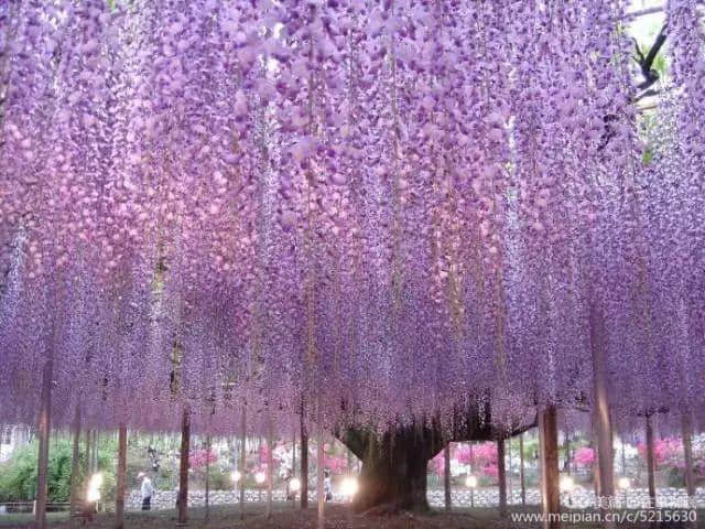 全球绝美树木奇幻壮观之一《紫藤花树》美到让人窒息！