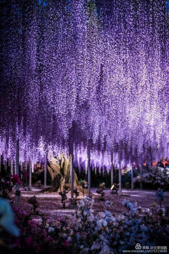 全球绝美树木奇幻壮观之一《紫藤花树》美到让人窒息！
