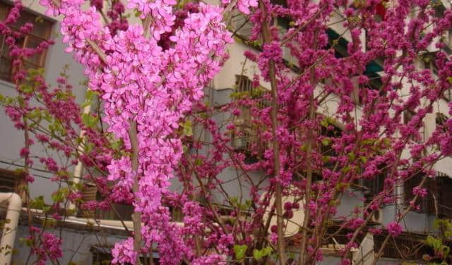 只要学会了这些，万紫千红、欣欣向荣的紫荆树，自己在家里就能栽