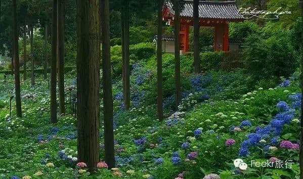 从东京偷1天去镰仓，错过了樱花季，6月的紫阳花美到心醉