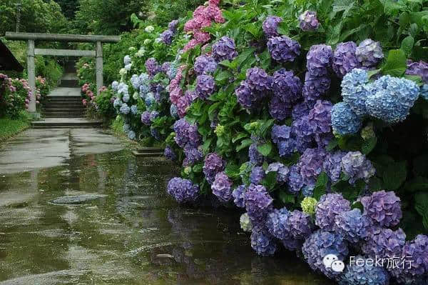 从东京偷1天去镰仓，错过了樱花季，6月的紫阳花美到心醉
