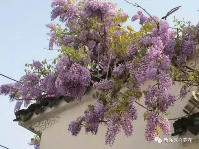 一棵紫藤树，美了一个家！